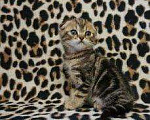 Кошки в Чебоксарах: Шикарный кот, 2 000 руб. - фото 3