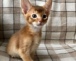 Кошки в Кудымкаре: Абиссинские котята, 50 000 руб. - фото 5