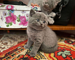 Кошки в Вязниках: Шотландские котята, 6 000 руб. - фото 1
