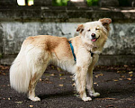 Собаки в Москве: Красивая собака Ариша в добрые руки. Девочка, 1 руб. - фото 9