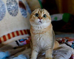 Кошки в Москве: Шотландский котик в золотом Мальчик, 45 000 руб. - фото 3