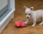 Собаки в Туле: Чихуахуа щенок Мальчик, 7 000 руб. - фото 3