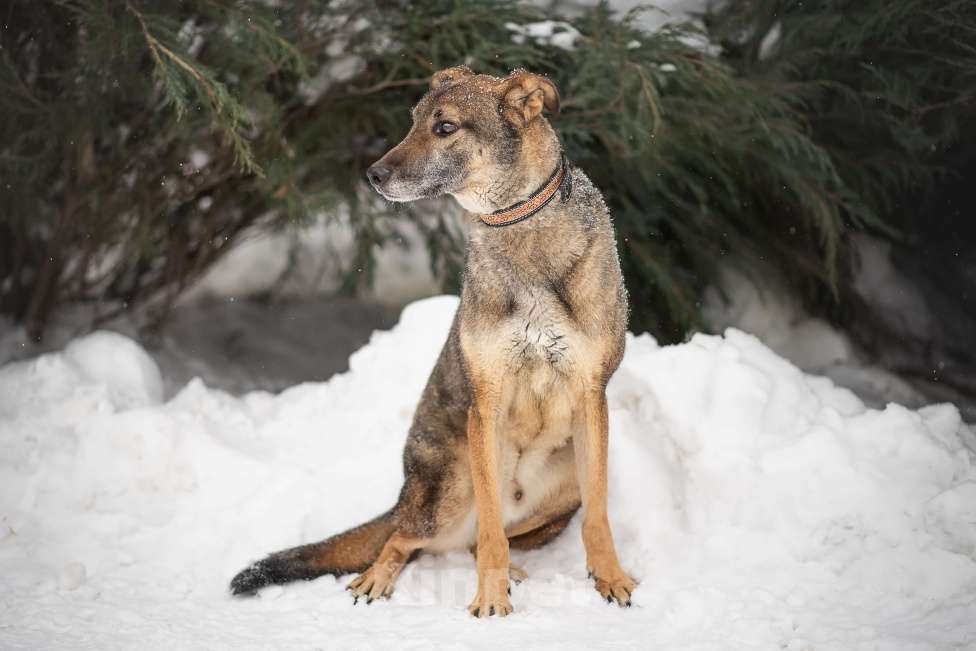 Собаки в Москве: Лори Мальчик, Бесплатно - фото 4
