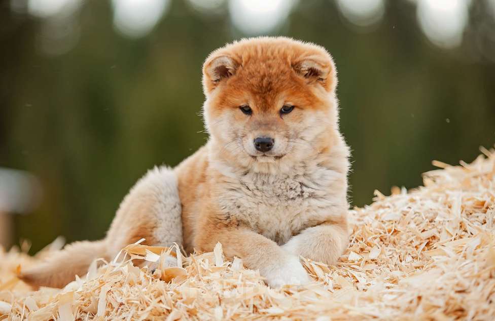 Собаки в Вологде: Сиба Мальчик, 80 000 руб. - фото 4