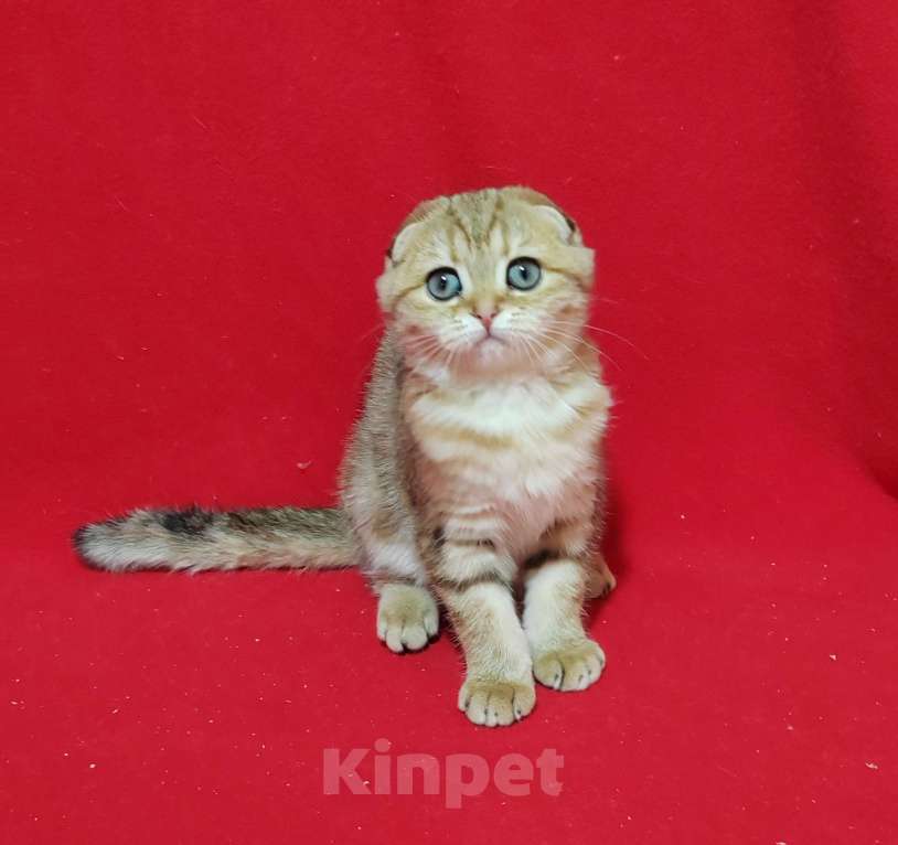 Кошки в Москве: Вислоухая золотая мраморная кошечка Девочка, 10 000 руб. - фото 8