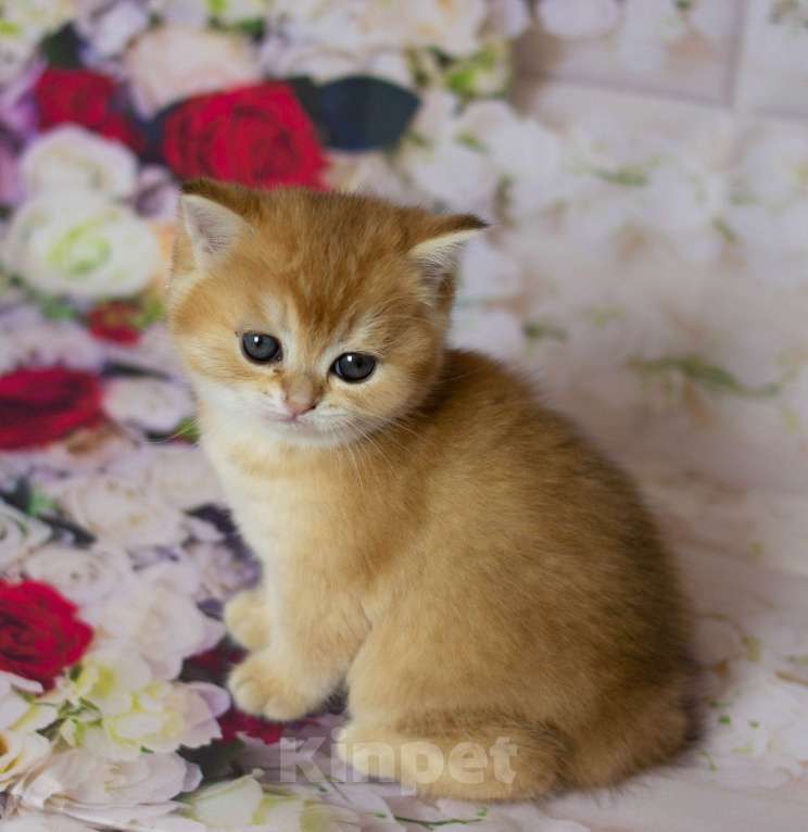 Кошки в Москве: Британские  котята By 12  Ny12 Девочка, 45 000 руб. - фото 3