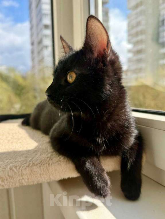 Кошки в Москве: Котенок Оська ищет дом Мальчик, Бесплатно - фото 3