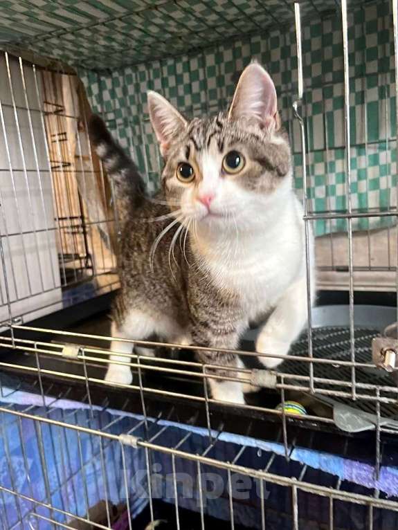 Кошки в Москве: Котёнок Твинки в добрые руки Девочка, Бесплатно - фото 5