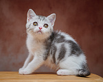 Кошки в Барнауле: Котик-страйт Василь💚 Мальчик, Бесплатно - фото 2