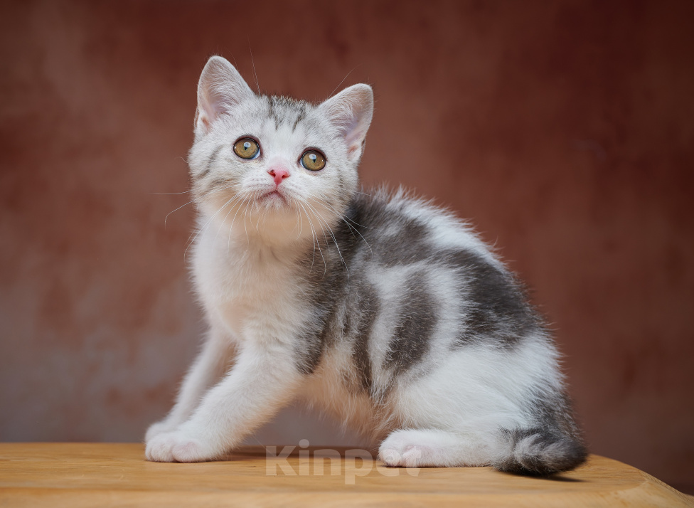Кошки в Барнауле: Котик-страйт Василь💚 Мальчик, Бесплатно - фото 2
