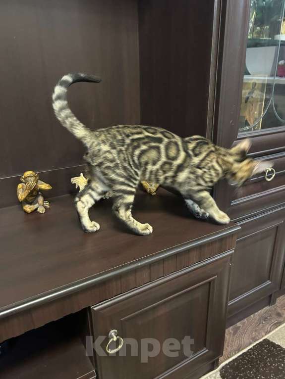 Кошки в Роднике: Бенгальский мальчик Мальчик, Бесплатно - фото 2