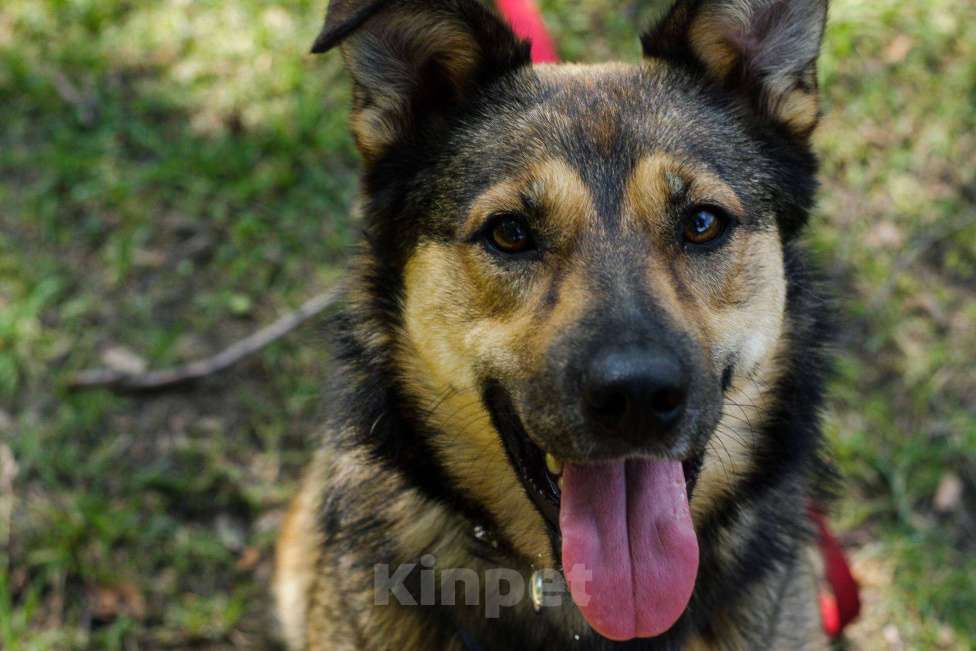 Собаки в Москве: Мулан Девочка, Бесплатно - фото 15