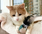 Кошки в Москве: Оскар - рыжий обнимательный котик в добрые руки Мальчик, Бесплатно - фото 8
