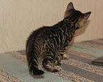 Кошки в Барнауле: Бенгальские котята Девочка, 20 000 руб. - фото 3