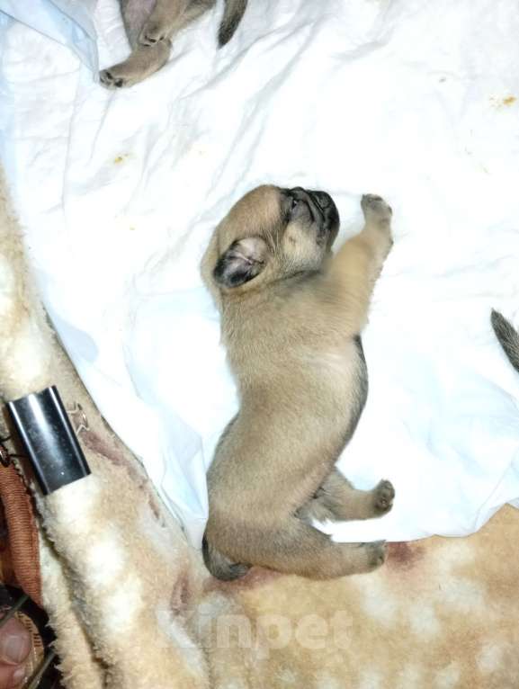 Собаки в Волгограде: Щенки мопс  Девочка, 25 000 руб. - фото 4