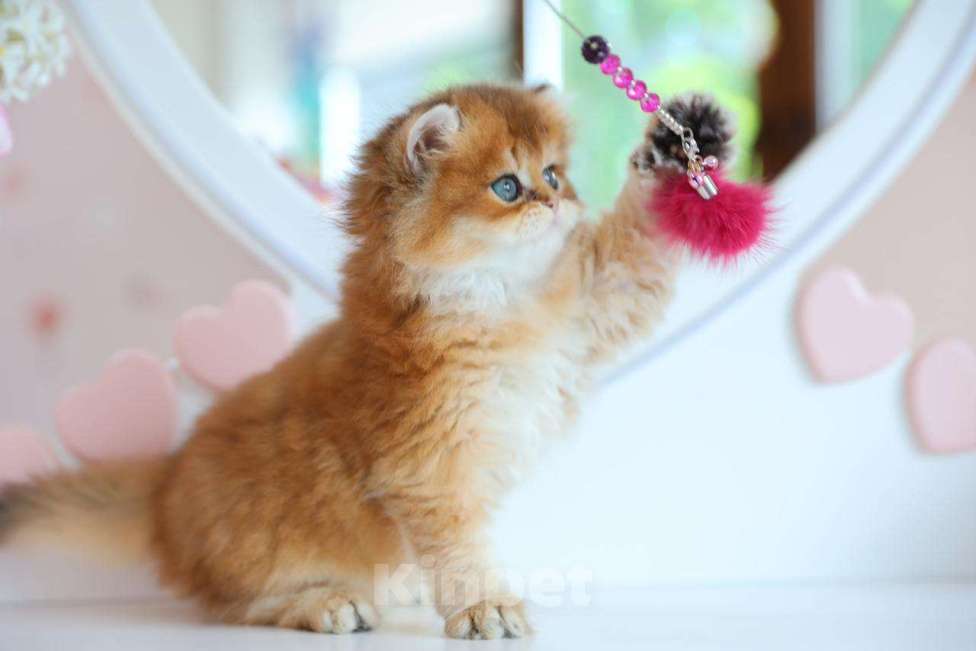 Кошки в Новосибирске: Paprika ny11 Девочка, 100 000 руб. - фото 5