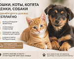 Кошки в Москве: Котики и собачки в добрые руки Разнополые, Бесплатно - фото 1
