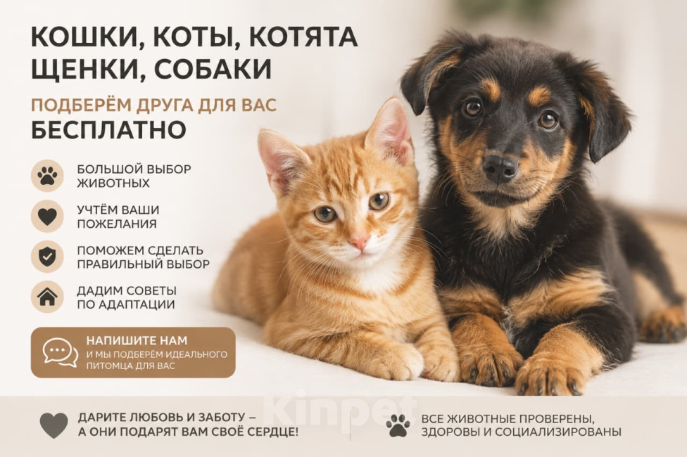Кошки в Москве: Котики и собачки в добрые руки Разнополые, Бесплатно - фото 1