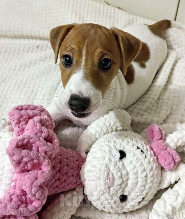 Собаки в Москве: Джек Рассел терьер девочка Девочка, 45 000 руб. - фото 4