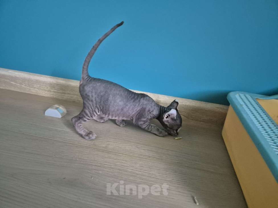 Кошки в других городах Московской области: Эльф котик Мальчик, 29 000 руб. - фото 4