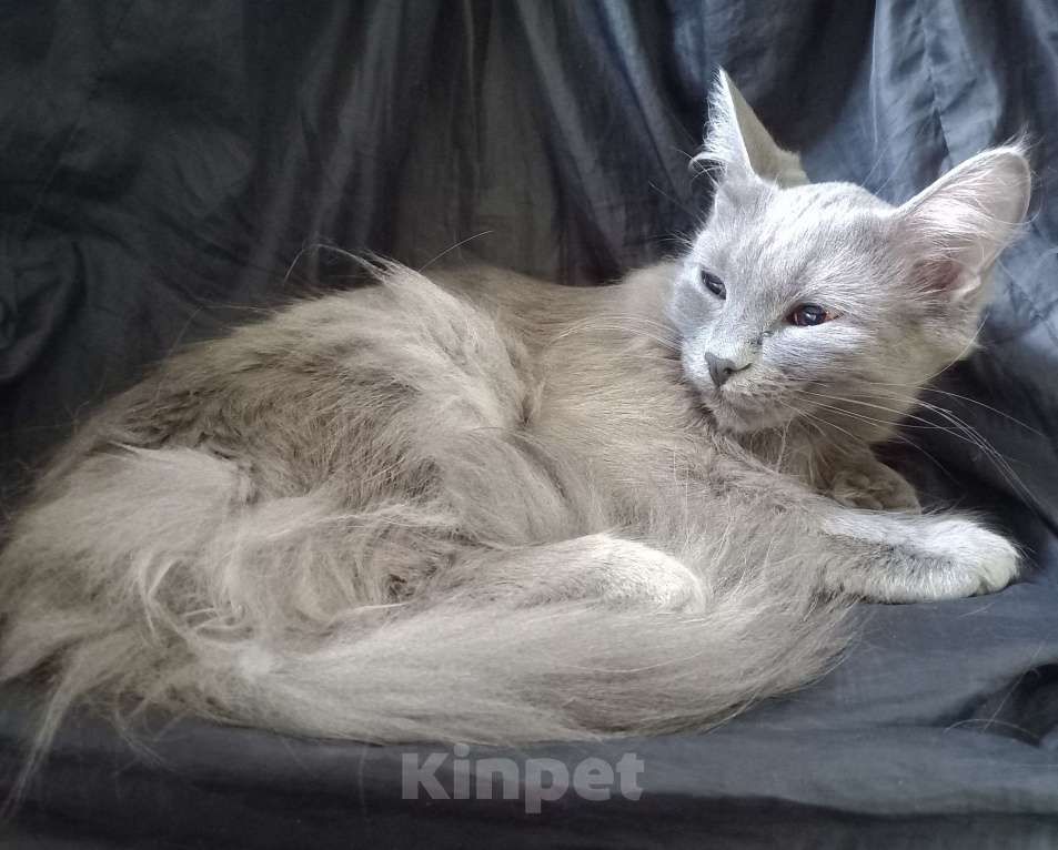 Кошки в Москве: 💛 СЛАВОЧКА  –  Активная  кошечка  ( родилась дома )  –  в  добрые  руки 💛 Девочка, 200 руб. - фото 6