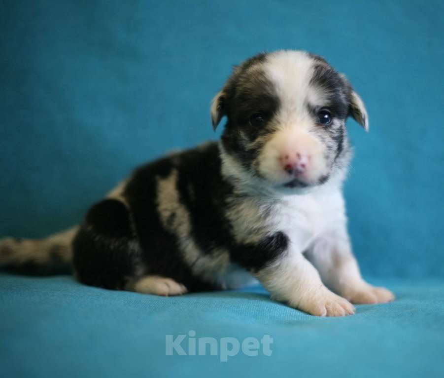 Собаки в Кирове: Девочки корги кардиган Девочка, 50 000 руб. - фото 4