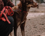 Собаки в Всеволожске: Боб ищет дом Мальчик, Бесплатно - фото 2