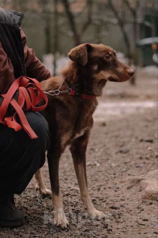 Собаки в Всеволожске: Боб ищет дом Мальчик, Бесплатно - фото 2