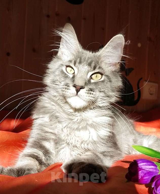 Кошки в Челябинске: КОТЕНОК МЕЙН-КУН ПОЛИДАКТ Мальчик, Бесплатно - фото 3