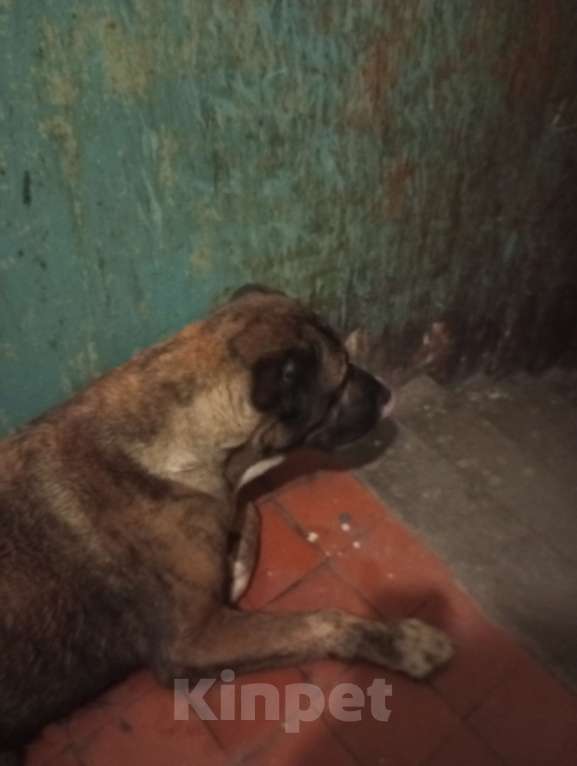 Собаки в Ростове-на-Дону: Пропавший кобель нашли Мальчик, Бесплатно - фото 2