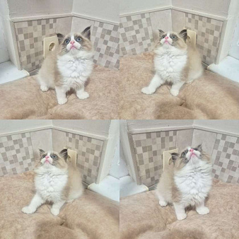 Рэгдолл девочка