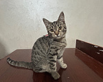 Кошки в Нальчике: В добрые руки Девочка, Бесплатно - фото 1