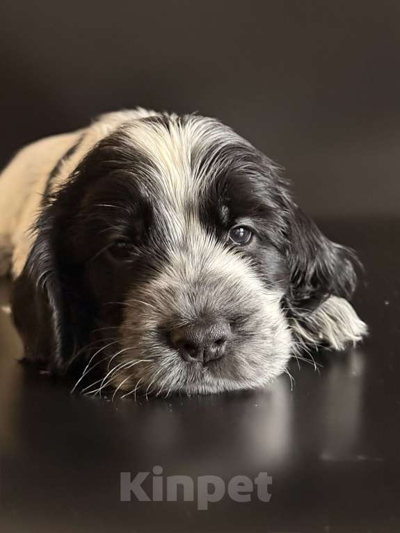 Собаки в Архангельске: Продаются щенки английского кокер-спаниеля Разнополые, 70 000 руб. - фото 2