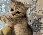 Кошки в Якутске: Котёнок Девочка, Бесплатно - фото 1