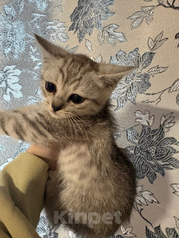 Кошки в Якутске: Котёнок Девочка, Бесплатно - фото 1