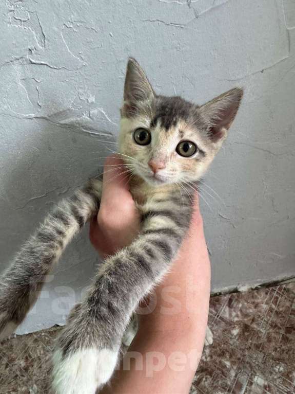 Кошки в Владивостоке: Отдадим котенка в добрые руки Девочка, Бесплатно - фото 2