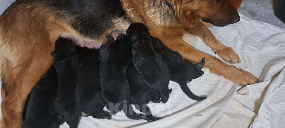 Собаки в Москве: Щенки немецкой овчарки Девочка, 25 000 руб. - фото 5