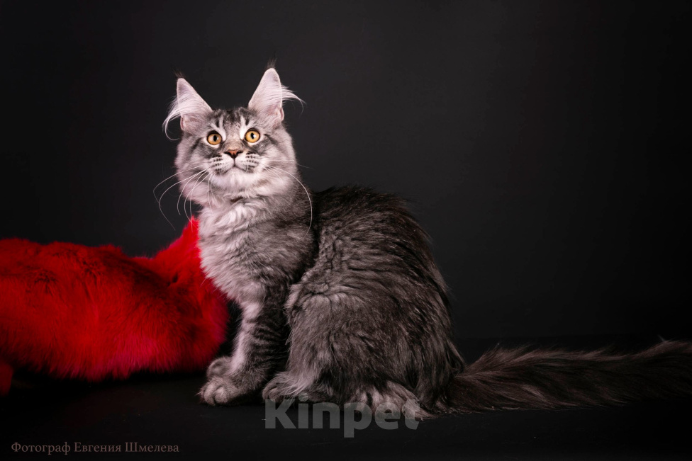 Кошки в Санкт-Петербурге: Котенок мейн-кун Мальчик, 60 000 руб. - фото 1