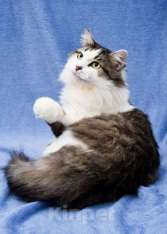 Кошки в Москве: Пушистый ласковый котик Рулет ждет своих любящих людей! Мальчик, Бесплатно - фото 2