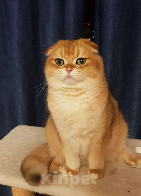 Кошки в Санкт-Петербурге: Шотландский кот Мальчик, 45 000 руб. - фото 4