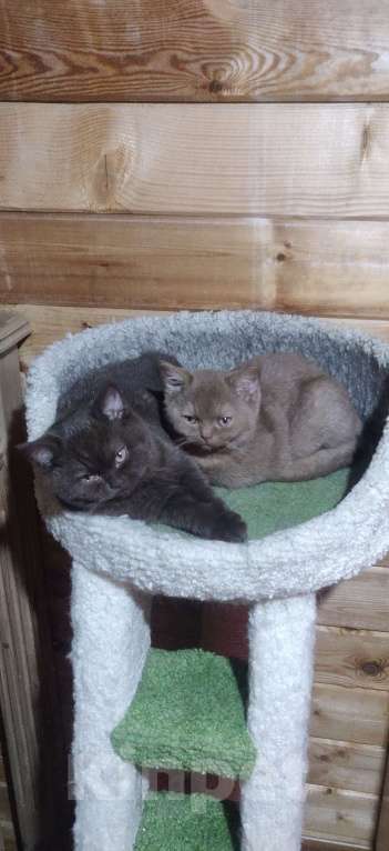 Кошки в Санкт-Петербурге: Фея Девочка, 40 000 руб. - фото 1