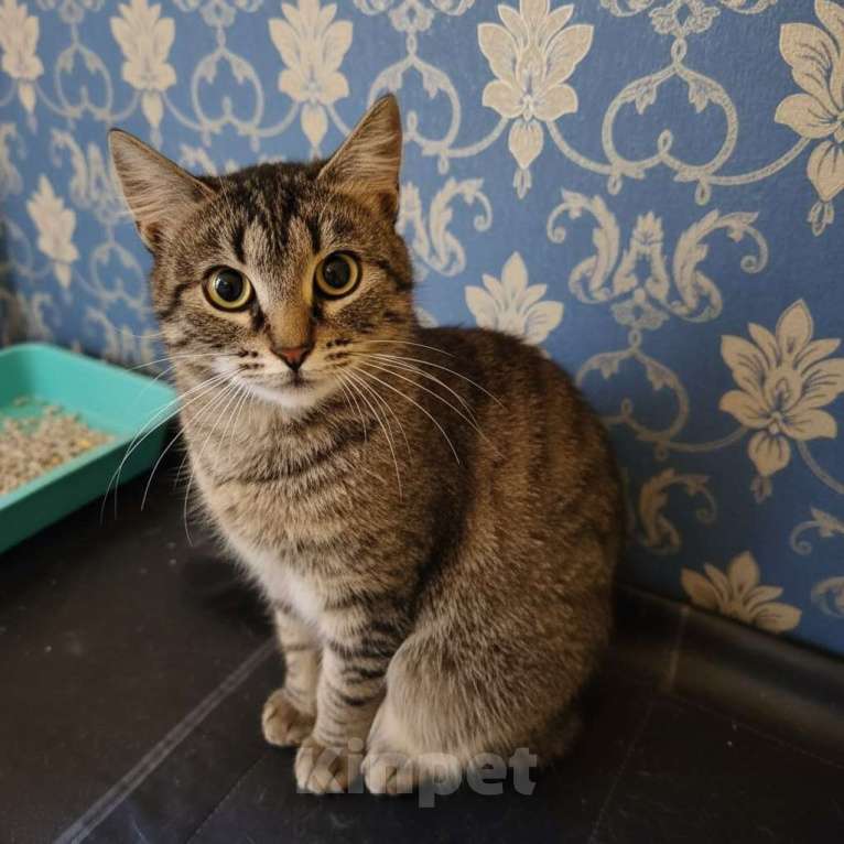 Кошки в Санкт-Петербурге: Кошка в добрые руки Девочка, Бесплатно - фото 2