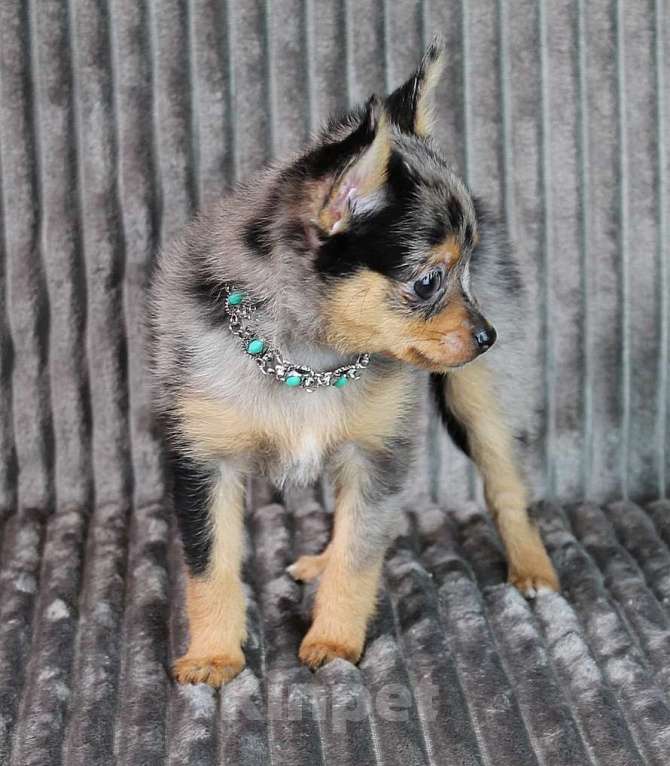 Собаки в Москве: Девочка чихуа помчи Девочка, 20 000 руб. - фото 5