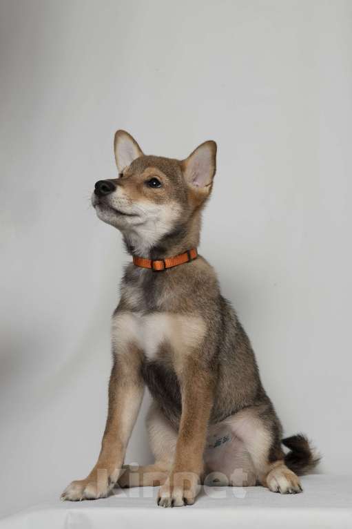 Собаки в Москве:  Предлагаем вашему вниманию щенков породы Сиба-ину! Мальчик, 80 000 руб. - фото 5