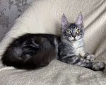 Кошки в Дмитрове: Черная серебристая мраморная девочка мейн кун Roxana Девочка, 30 000 руб. - фото 3