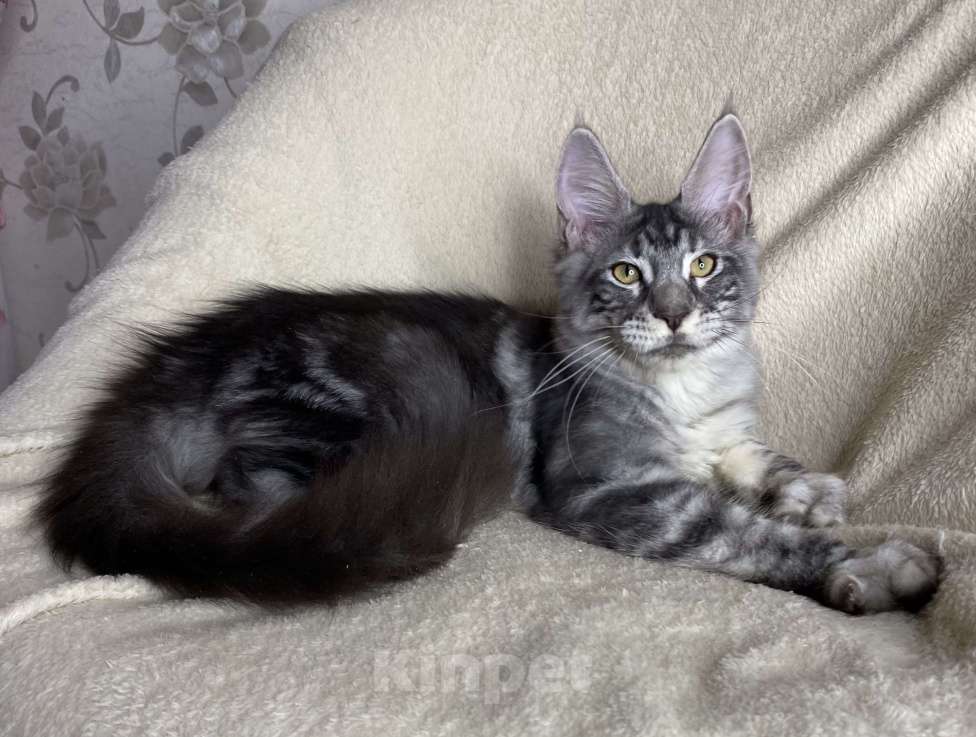 Кошки в Дмитрове: Черная серебристая мраморная девочка мейн кун Roxana Девочка, 30 000 руб. - фото 3