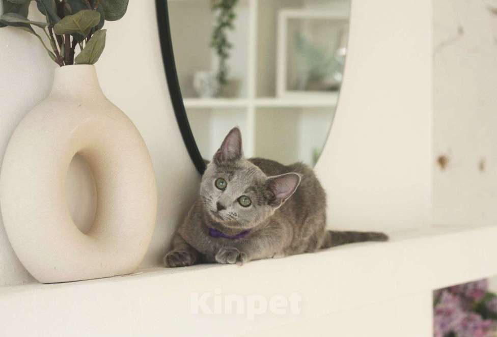 Кошки в Москве: Русский голубой котенок Мальчик, 60 000 руб. - фото 6