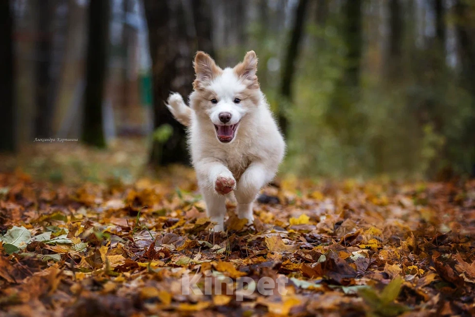 Собаки в Ярославле: Гарлем Мальчик, 80 000 руб. - фото 2