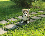 Собаки в Санкт-Петербурге: Очаровательный щенок! Мальчик, 60 000 руб. - фото 5