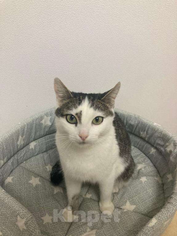 Кошки в Мытищах: Бусинка ищет дом  Девочка, Бесплатно - фото 1